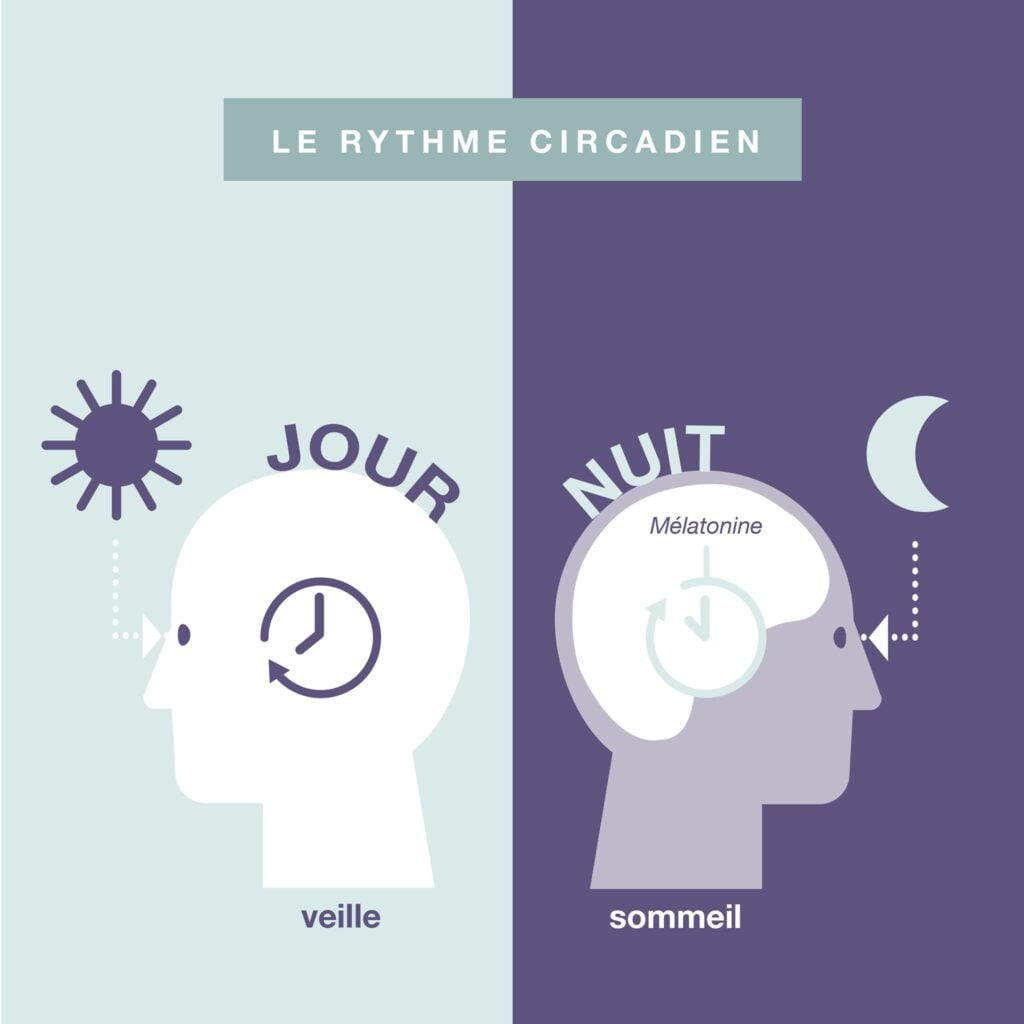 rythme-circadien-sommeil-melatonine