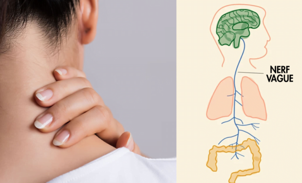 Le nerf vague : tout savoir avec vos ostéopathes