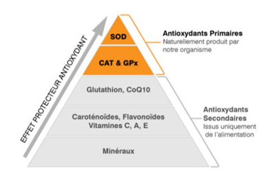 rhodiole solution naturelle stress fatigue mentale nerveuse